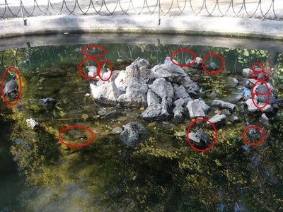 HUGE TURTLE POND 1(!).JPG