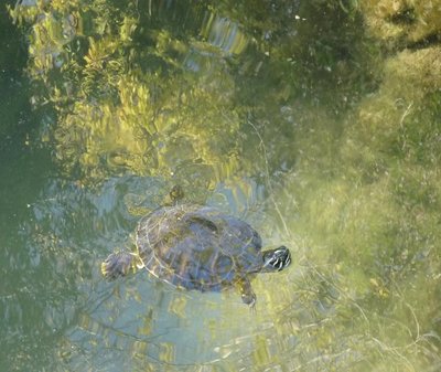 HUGE TURTLE POND2.JPG