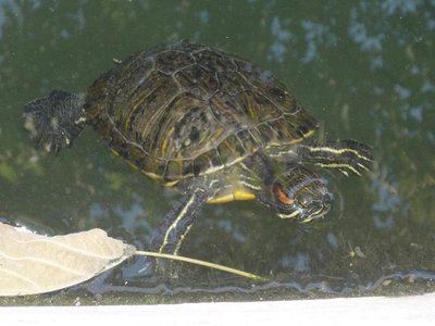 HUGE TURTLE POND 2.JPG