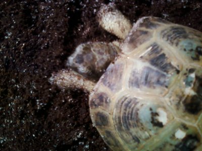 1129130216.jpg (150.87 KiB) Viewed 19168 times 1129130216.jpg