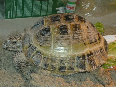 P1010505.JPG (209.45 KiB) Viewed 36479 times P1010505.JPG