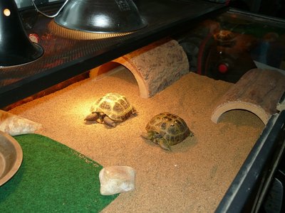 P1010519.JPG (196.41 KiB) Viewed 25077 times P1010519.JPG