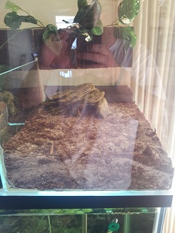 Nesting Dirt.jpg