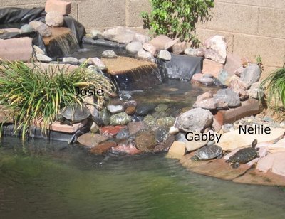 Turtles1.JPG