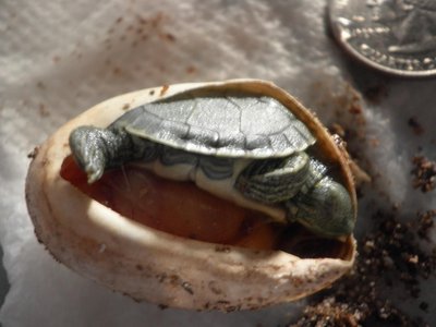 hatchling.jpg