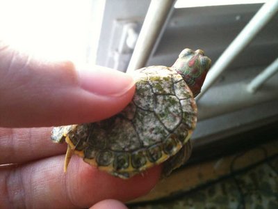 turtle2.jpg (52.52 KiB) Viewed 7461 times turtle2.jpg