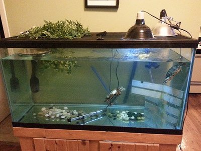 tank-setup.jpg