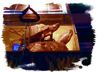 BigTurtle.LittleTurtle.jpg