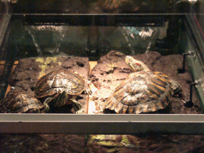 DSC05807-400x300.jpg