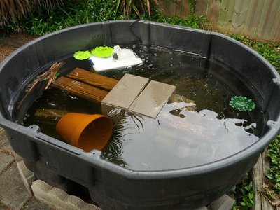 rsz_1pond.jpg