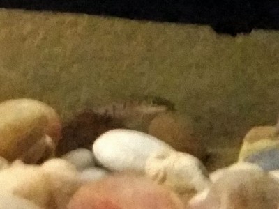 Albert_the_algae_eatertn_.jpg