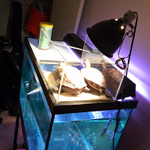 turtle 1.jpg