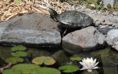 Gamera basking 080714-W.jpg