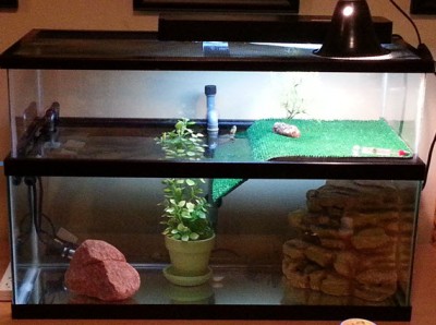 Turtle_Top_Finished_1.jpg
