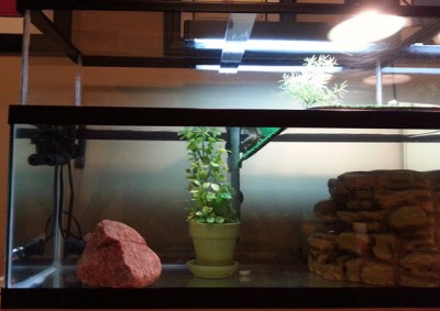 Turtle_Top_Finished_2.jpg