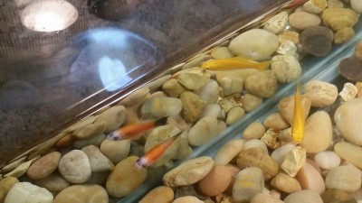 fishy_friendstn_.jpg