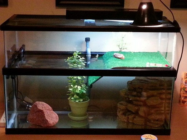 Turtle Tank.jpg