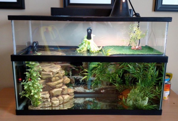 Turtle Tank 2-16.jpg
