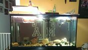 turtle tank.jpg
