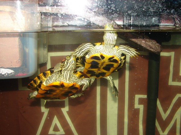 turtles2.jpg
