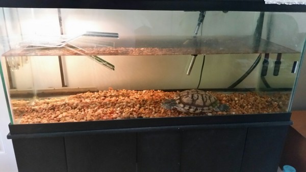 sheldon tank 3.jpg (247.82 KiB) Viewed 4159 times sheldon tank 3.jpg