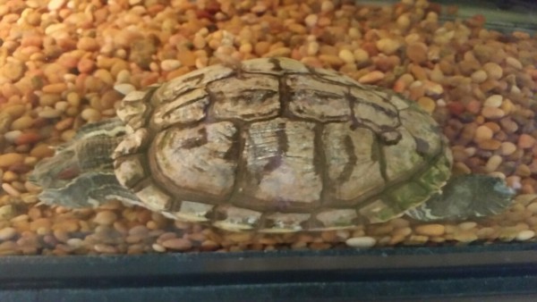 sheldon shell.jpg