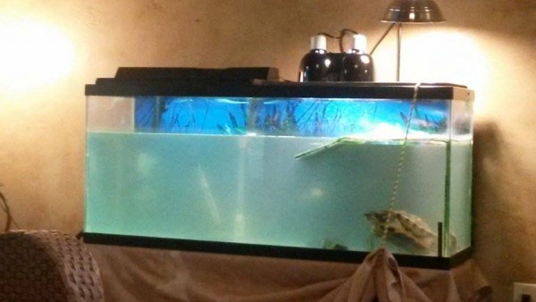 10.21.15 tank.jpg
