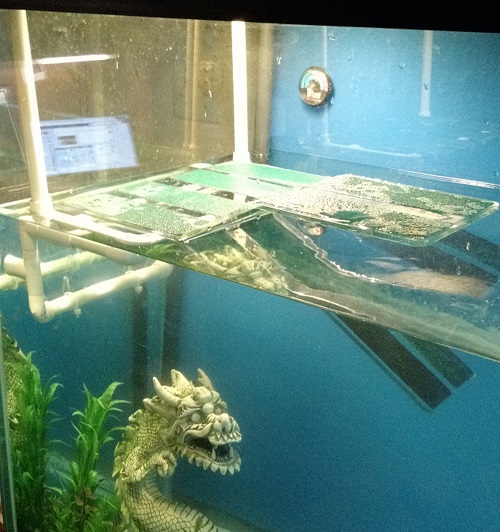 Clarence basking dock (2).jpg