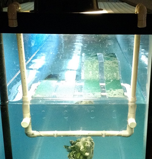 Clarence basking dock (3).jpg