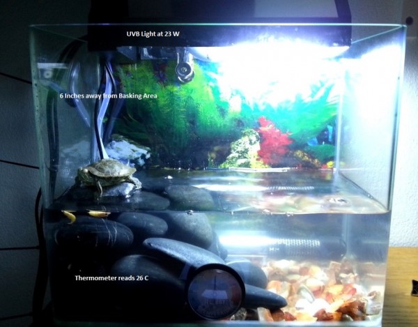 Turtle.jpg (163 KiB) Viewed 6836 times Turtle.jpg