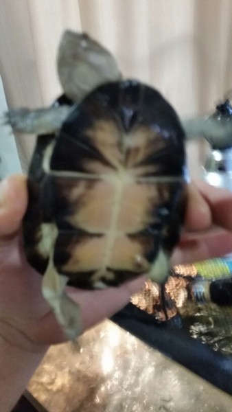 rocky3.jpg