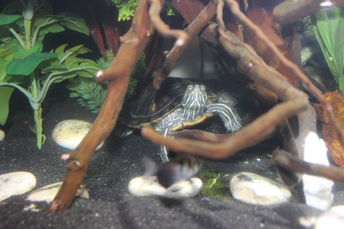 gorda hiding.jpg
