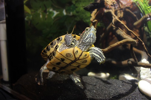 gordo posing.jpg