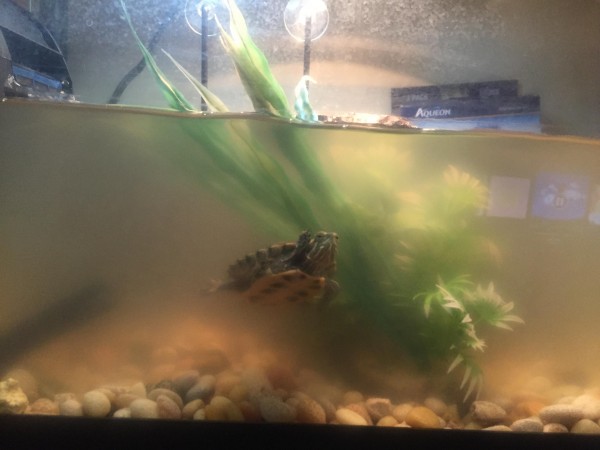 tank picture copy.jpg
