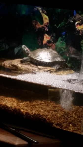 Link Basking.jpg