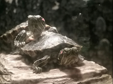 boby and squirt.png