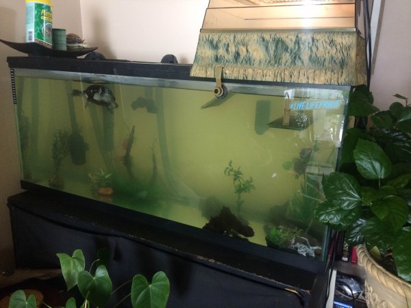 IMG_0597 tank.jpg