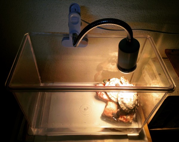 Tank setup.jpg