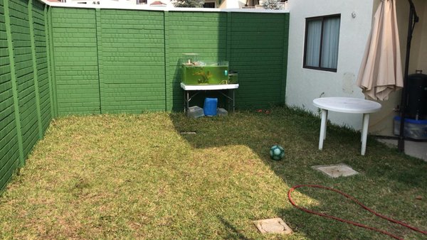 backyard.jpeg (181.2 KiB) Viewed 25552 times backyard.jpeg