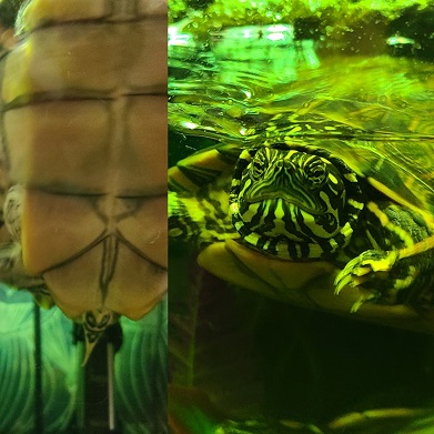 Cooter.jpg