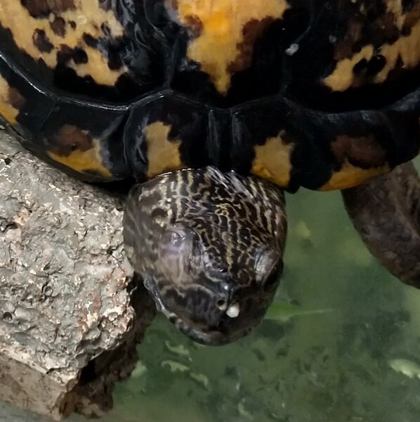Turtle Nose.jpg