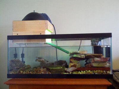 20 gallon long turbo.JPG