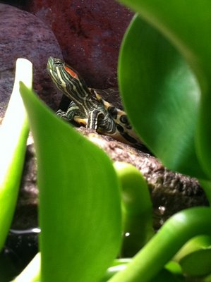 Red So cute basking.jpg (97.18 KiB) Viewed 3025 times Red So cute basking.jpg
