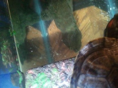 shell3.jpg (46.4 KiB) Viewed 4621 times shell3.jpg