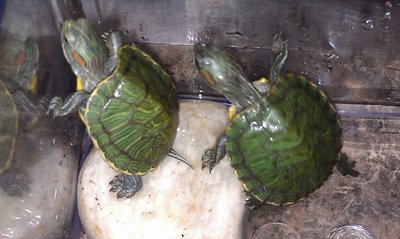 IMAG0260.jpg