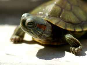 turtleseys.jpg