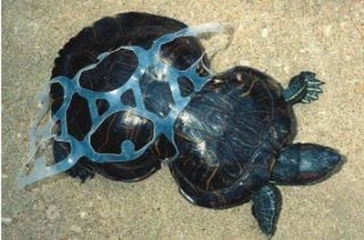poor turtle.jpg