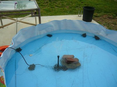 kiddie pool.jpg