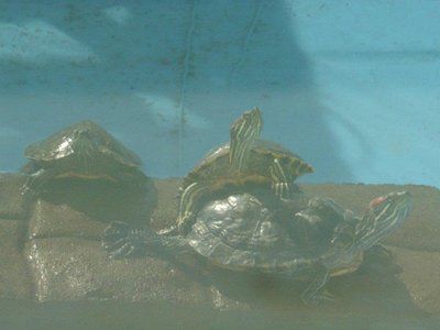 more basking.jpg