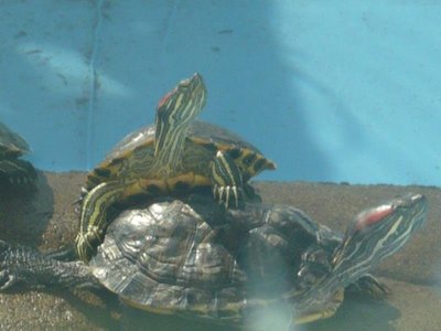 rocko and toby.jpg